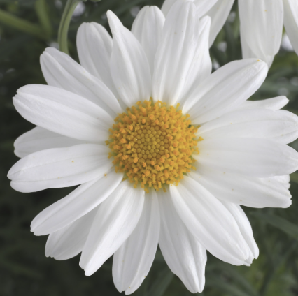 Argyranthemum Sassy White