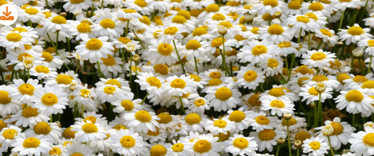 Argyranthemum Single White
