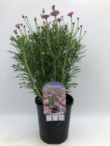 Argyranthemum Tracey