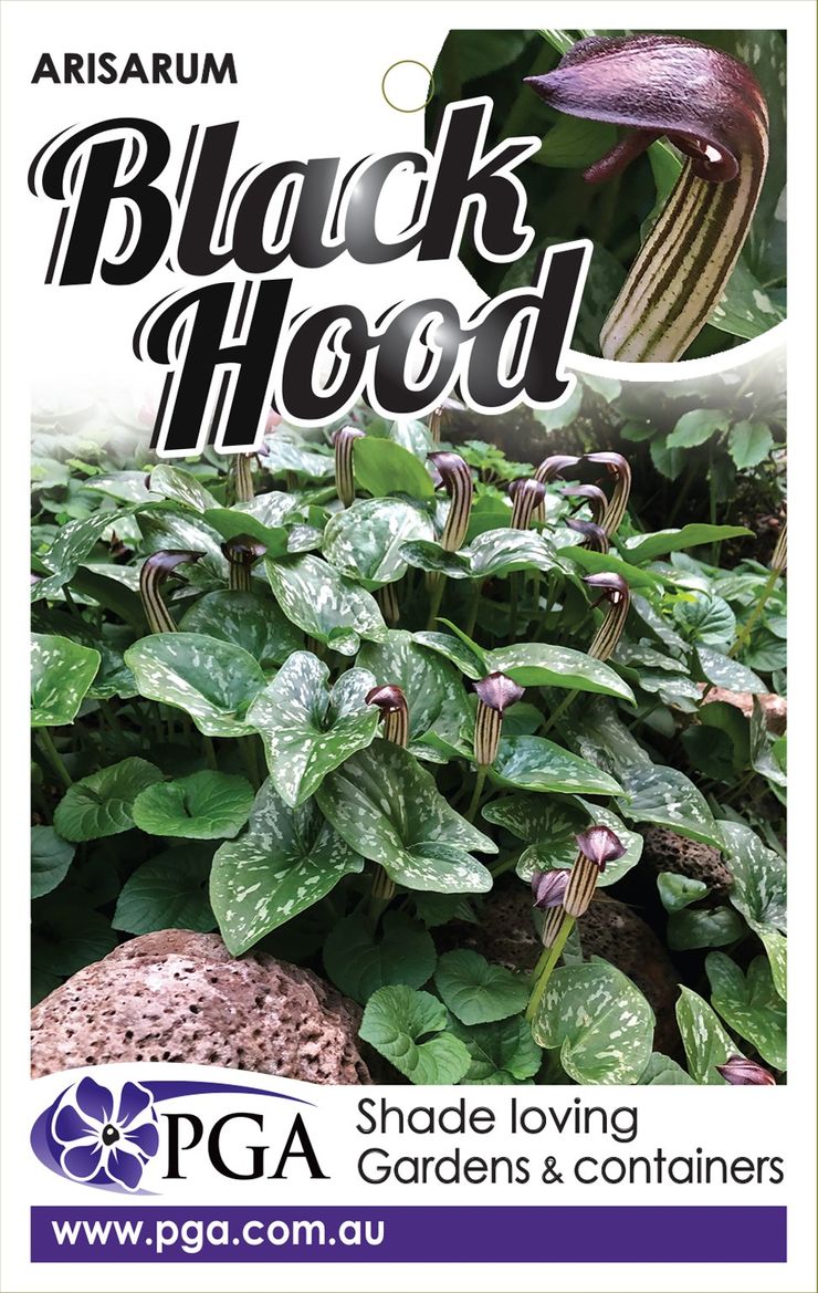 Arisarum ‘Black Hood’