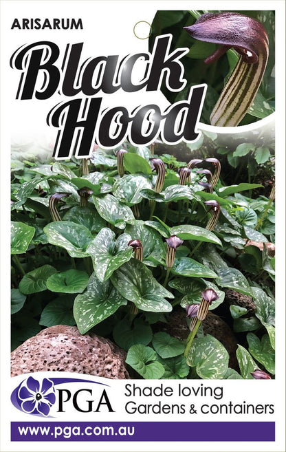 Arisarum ‘Black Hood’