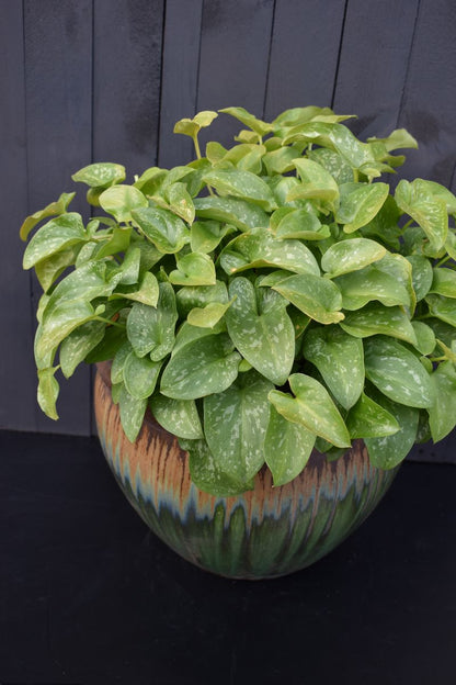 Arisarum ‘Black Hood’