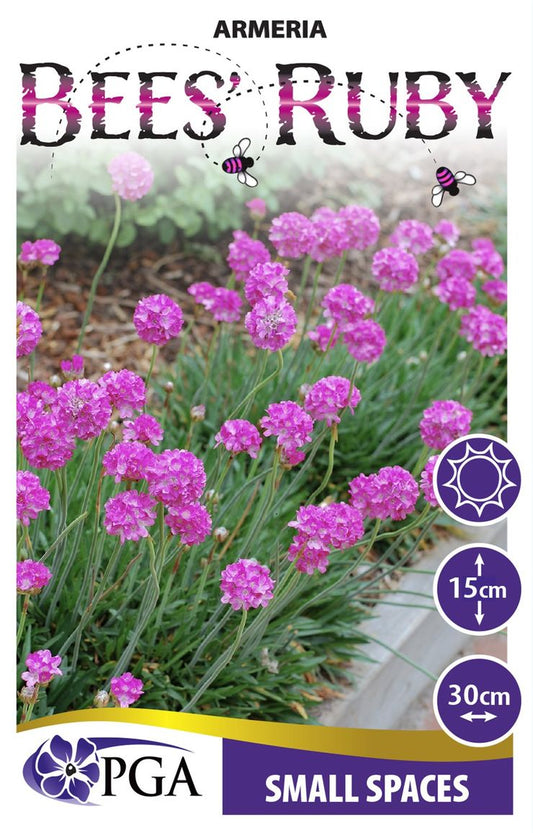 Armeria ‘Bees Ruby’