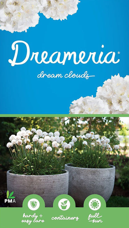 Armeria DREAMERIA® ‘Dream Clouds’
