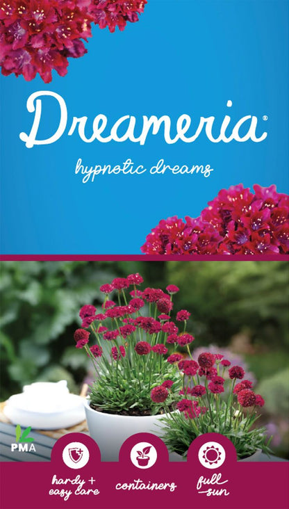 Armeria DREAMERIA® ‘Hypnotic Dreams’
