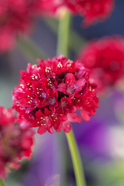 Armeria DREAMERIA® ‘Hypnotic Dreams’