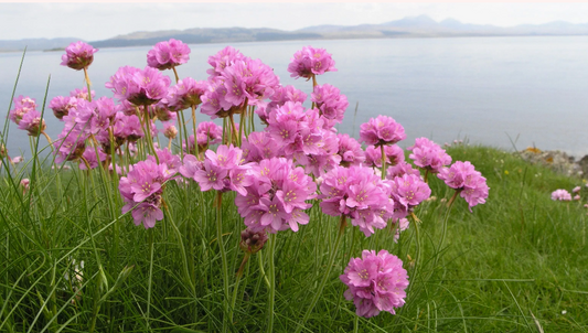 Armeria maritima Pink Thrift