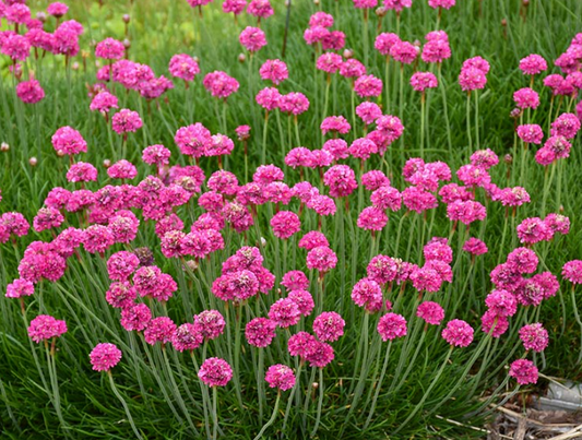 Armeria sea pink