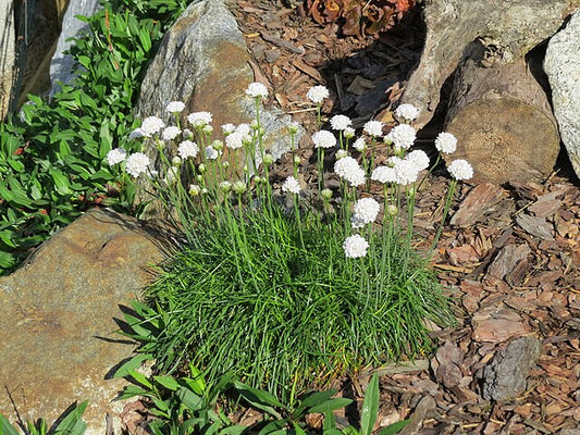 Armeria white