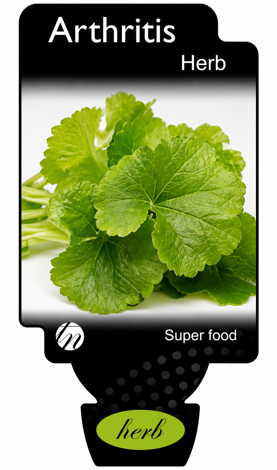 Arthritis Herb Pennywort Centella asiatica