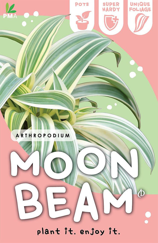 Arthropodium Moonbeam