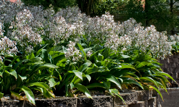 Arthropodium cirratum 'Matapouri Bay'