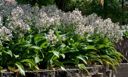 Arthropodium cirratum 'Matapouri Bay'
