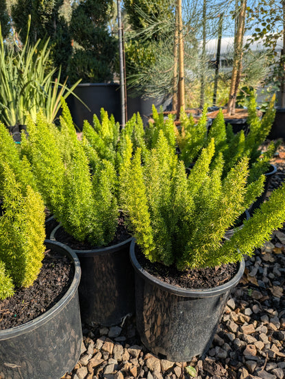 Asparagus densiflorus 'Myersii'