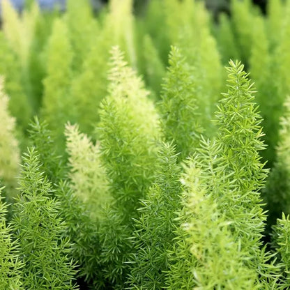 Asparagus densiflorus 'Myersii'