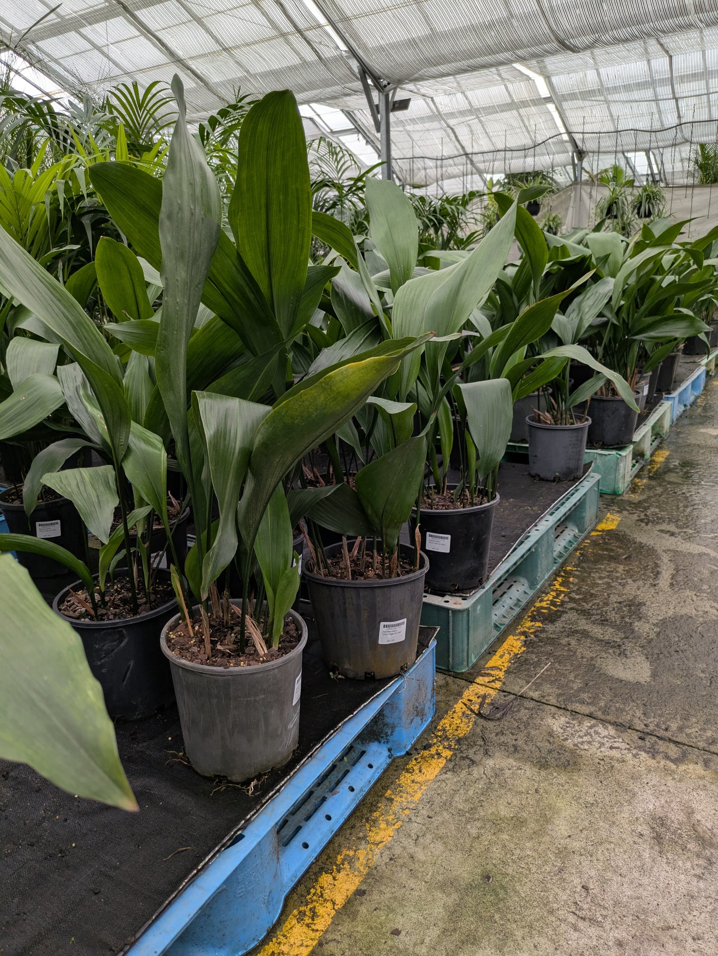 Aspidistra elatior