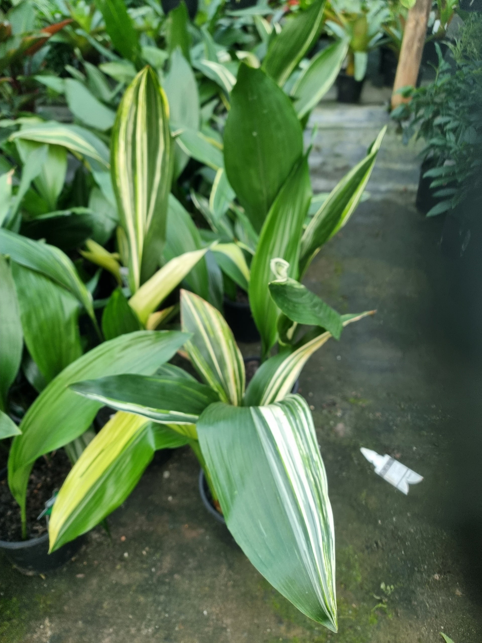 the plant broker
