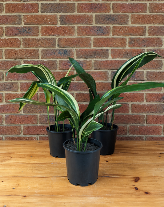 Aspidistra elatior Variegata