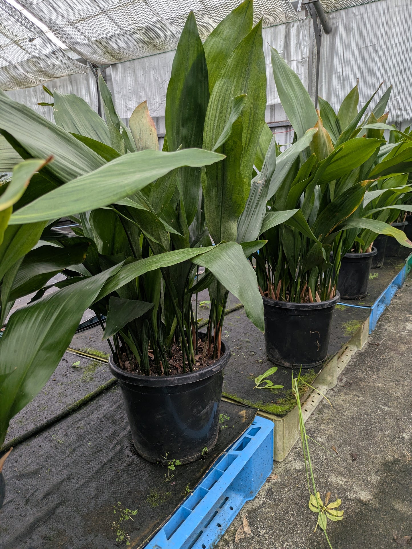 Aspidistra elatior