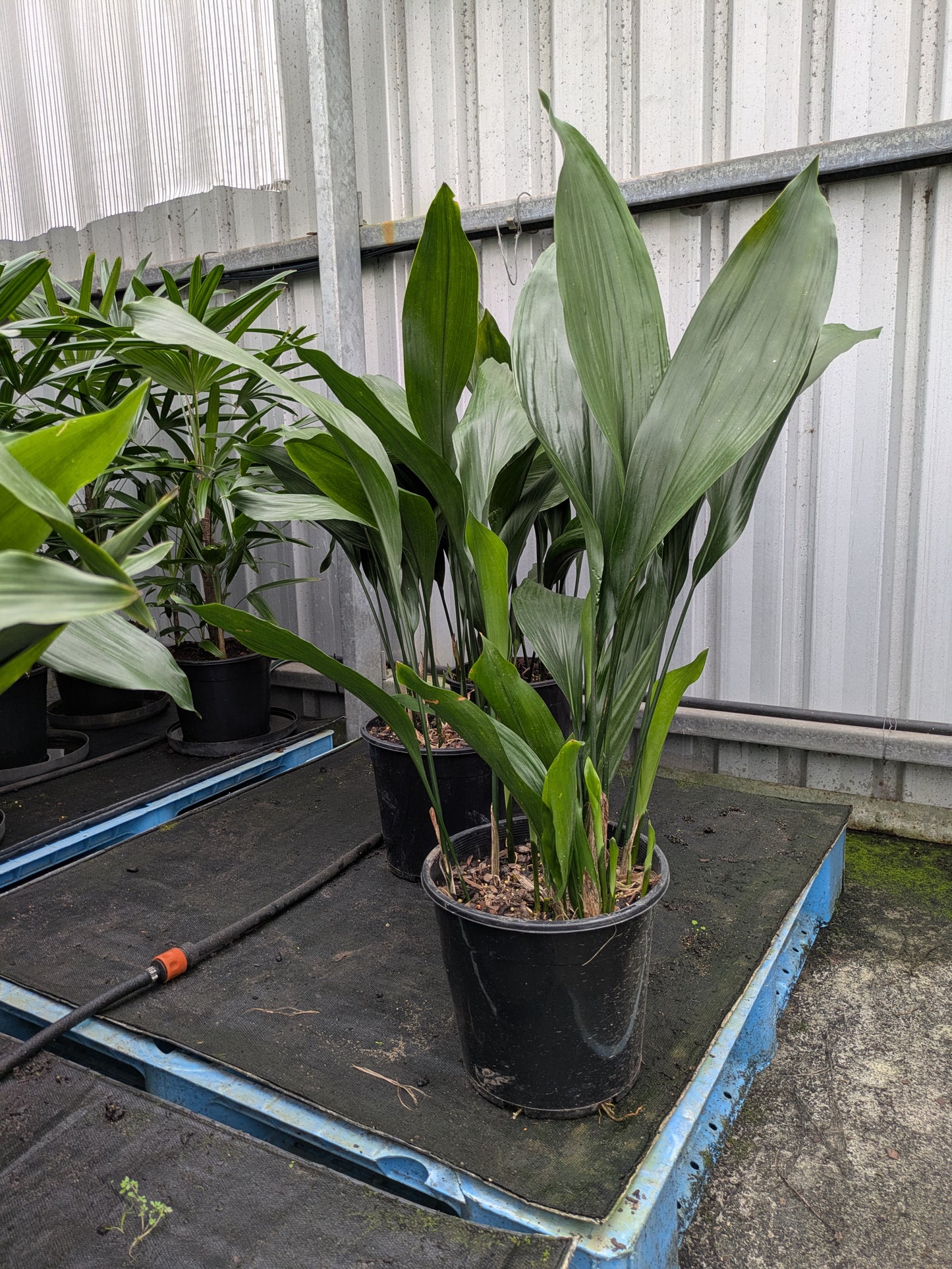 Aspidistra elatior