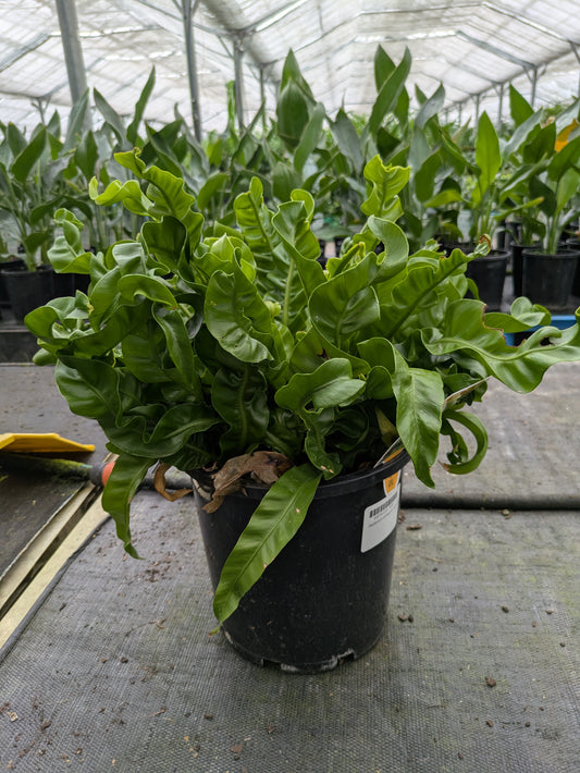 Asplenium antiquum