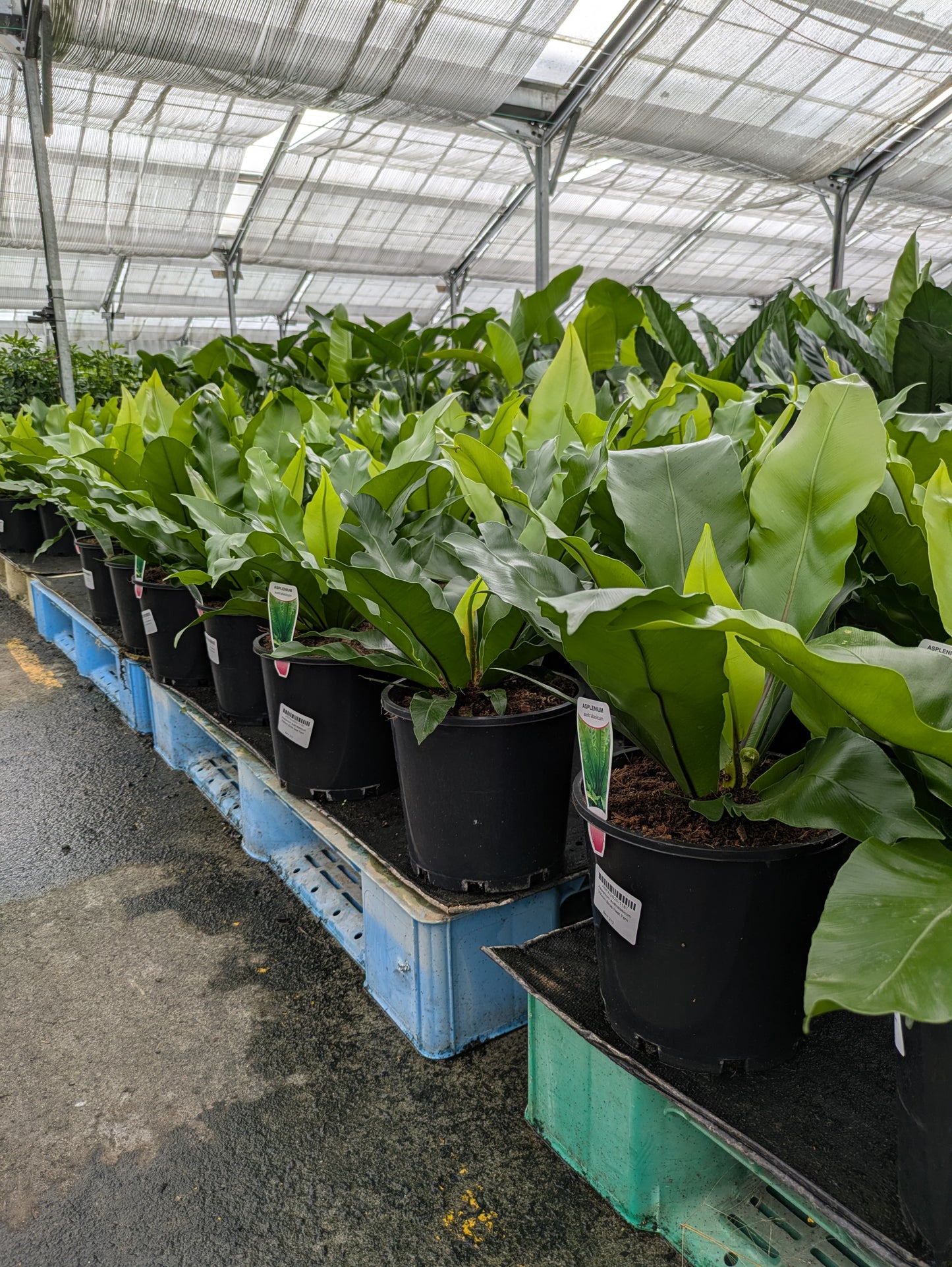Asplenium australasicum