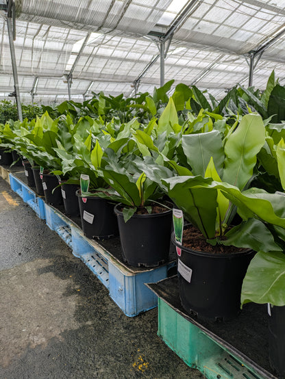 Asplenium australasicum