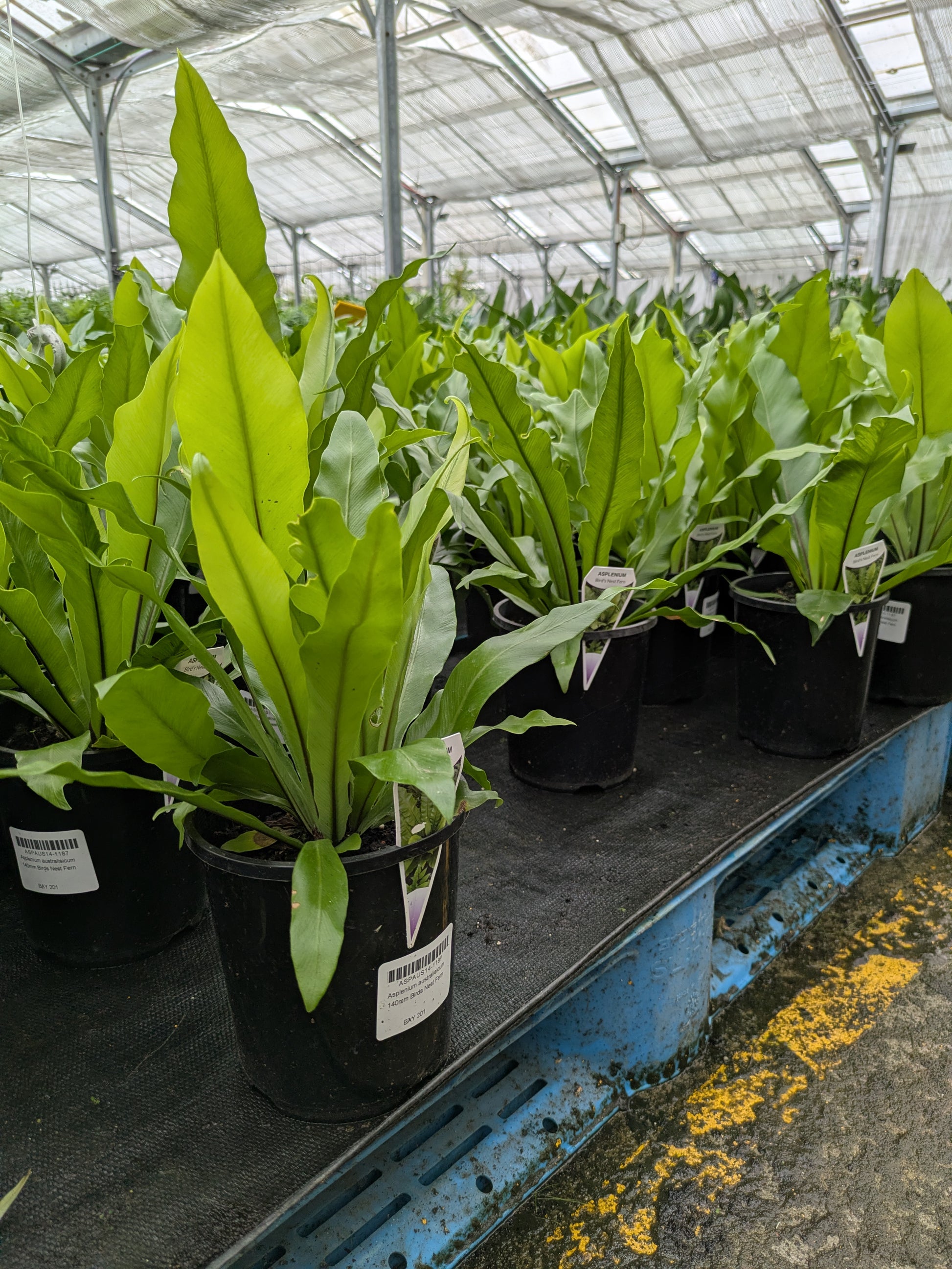 birds nest fern for sale melbourne Asplenium australasicum – The Plant Broker