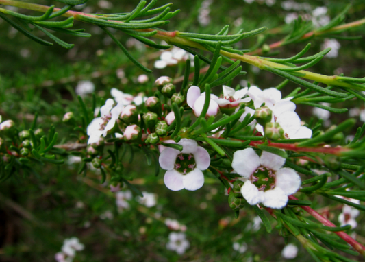 Astartea fascicularis