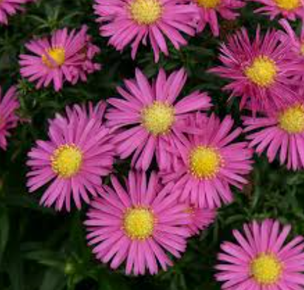 Aster Bahamas Pink