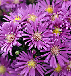 Aster Tonga purple