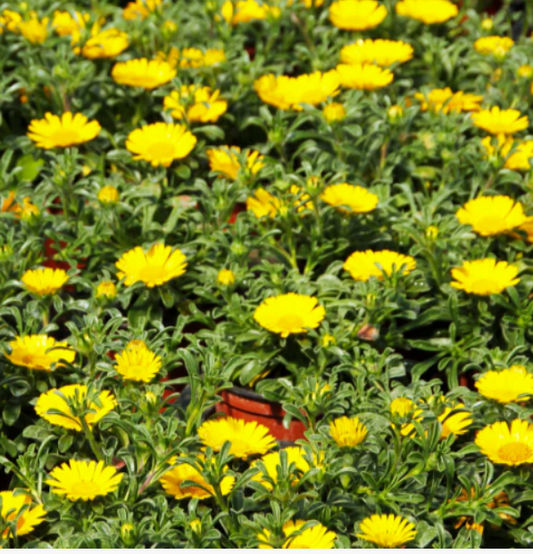 Asteriscus Teris Yellow