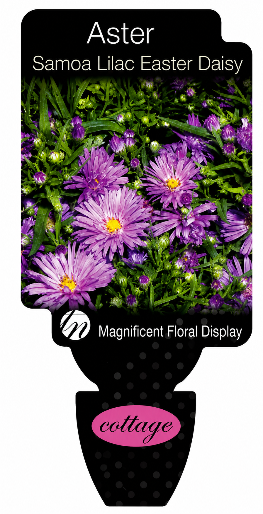 Aster novi-belgii Samoa