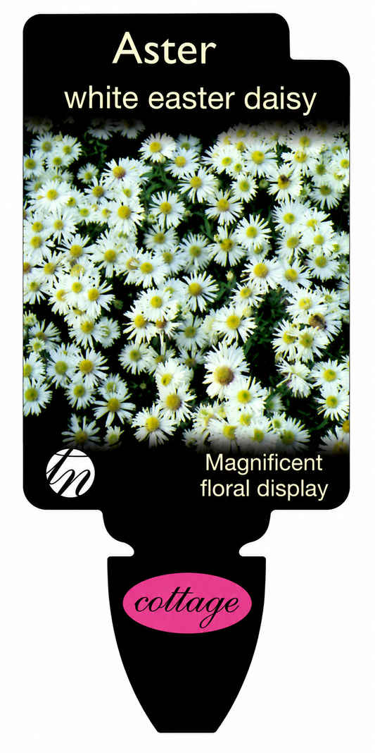 Aster viminalis Alba