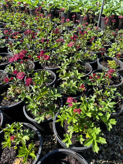 Astrantia major 'Claret'