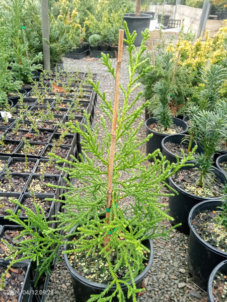Athrotaxis laxifolia