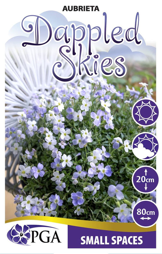 Aubrieta 'Dappled Skies'