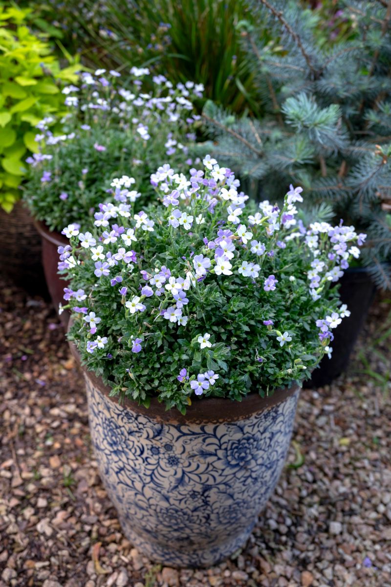 Aubrieta 'Dappled Skies'