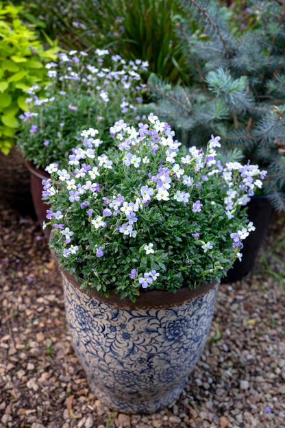 Aubrieta 'Dappled Skies'