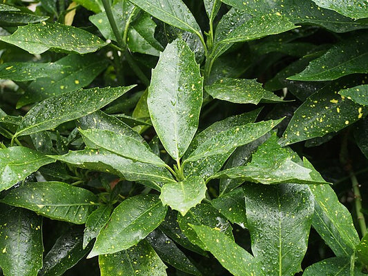 Aucuba japonica variegata