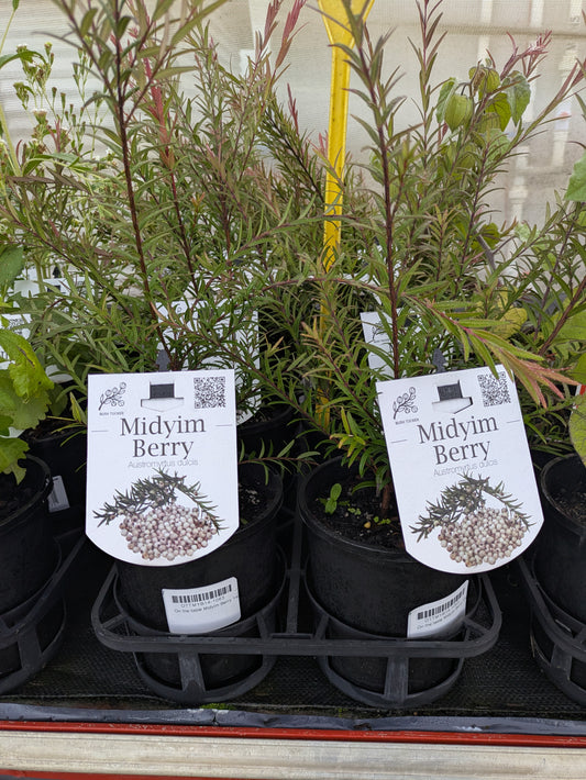 Austromyrtus dulcis