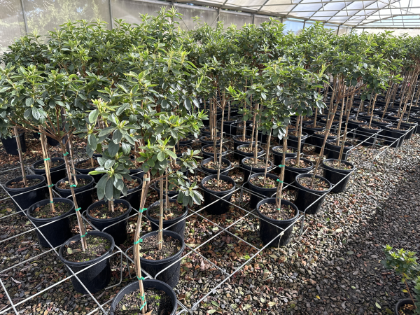 Azalea indica Alba Magnifica