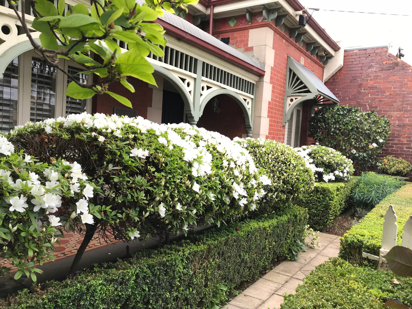 Azalea indica Alba Magnifica