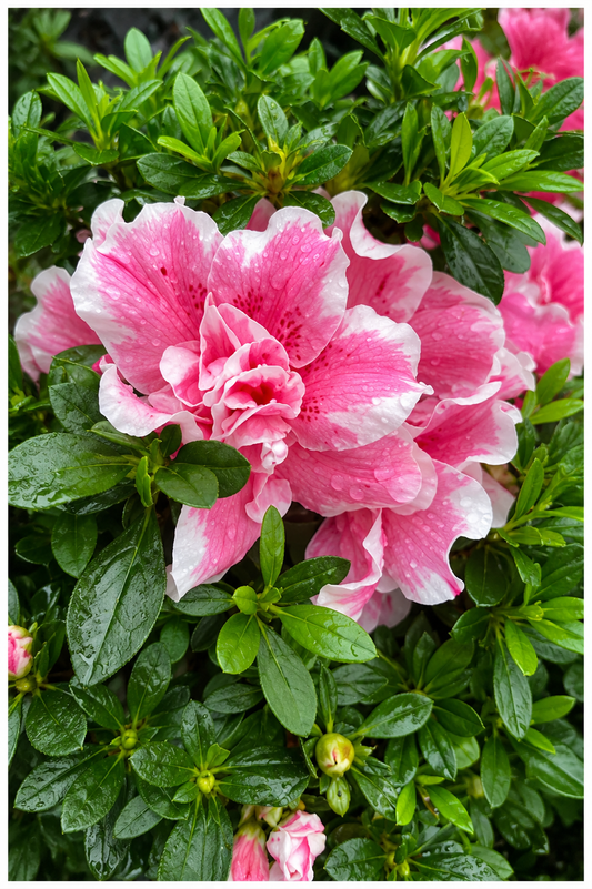 Azalea Eri Schame
