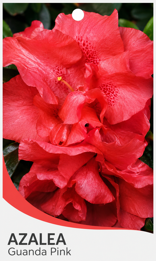 Azalea Guanda Pink