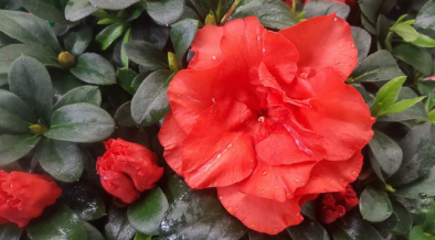 Azalea Guanda Red
