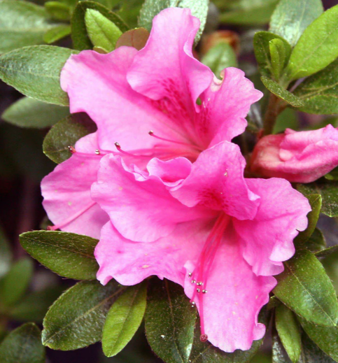 Azalea Gumpo Petunia