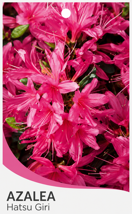 Azalea Hatsu Giri