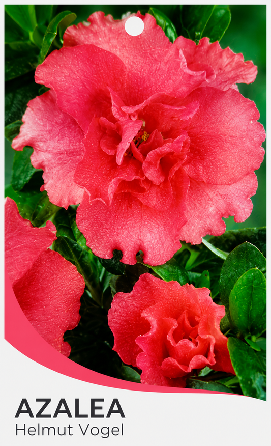 Azalea Helmut Vogel