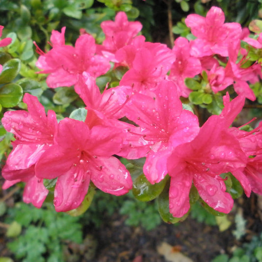 Azalea Hinode Giri